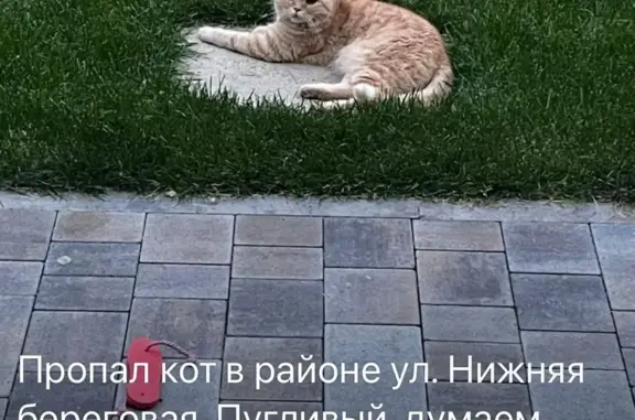 Кошки потеряшки, Набережные Челны, фото: Потеряшка кошка Руня, рыжего цвета, 89172249011, Нижнебереговая 21, Чаллы Яр