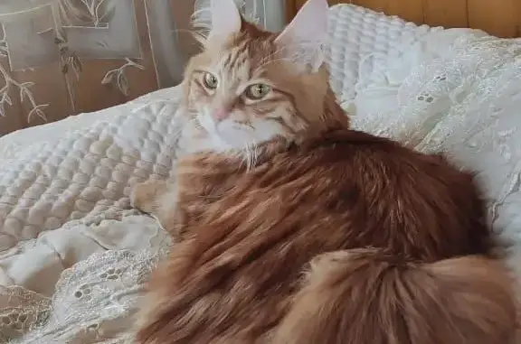 Кошки потеряшки, Новосибирск, фото: Потеряшка рыжая кошка на Ленинградской улице, Новосибирск