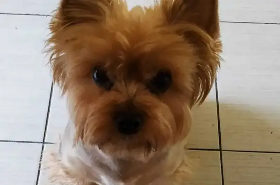 Собаки потеряшки, Москва, фото: Потеряшка собака Йорк, кличка Авви. Ул. Маршала Катукова, Москва