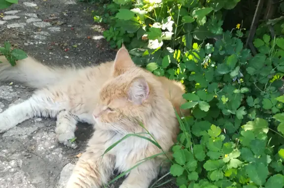Найдена кошка на Петропавловской ул., Новосибирск
