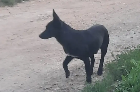 Собака найдена на ул. Кубовая 22, Новосибирск