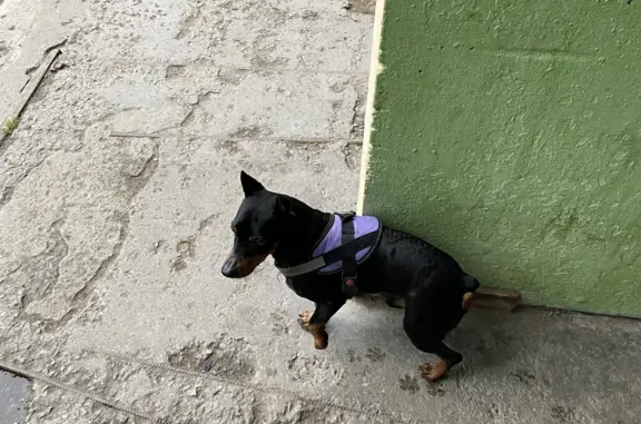 Собака Пинчер в фиолетовой шлейке найдена на Морской улице, 5