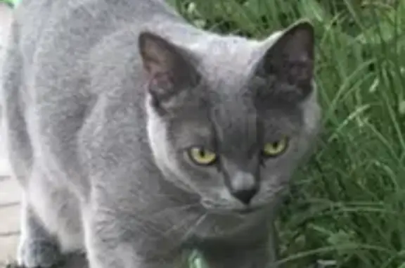 Пропала кошка Бусинка в Красноярском крае