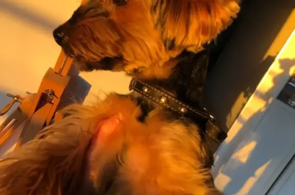 Собаки потеряшки, Санкт-Петербург, фото: Потеряшка собака Йося, Санкт-Петербург, ул. Мартынова, 20