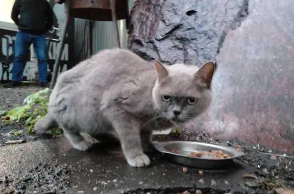 Найдена кошка на ул. Крыленко, 1 к1 с8, СПб