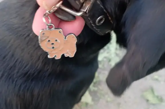 Собака Порода - гладкошерстный спаниель, окрас чёрный, кобель, ул. Лазарева, Томск
