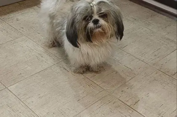 Собаки потеряшки, Нижний Новгород, фото: Потеряшка собака по адресу Родионова 191, Нижний Новгород