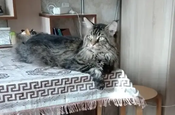 Найдена кошка Мейн-кун на Ленинском проспекте, 55 к1, СПб