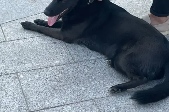 Найдена собака на Цветном бульваре, ищем хозяина