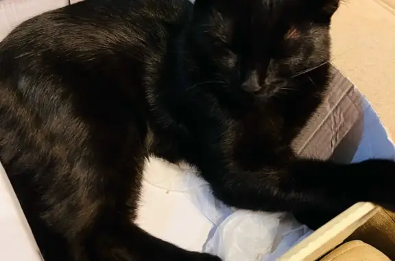 Кошки потеряшки, , фото: Потеряшка домашняя кошка, возможно в шоке, Чкалова 47, Дзержинск