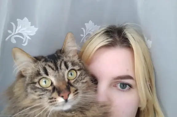 Кошки потеряшки, Киров, фото: Потеряшка кошка Кошечка, лесного окраса, ул. Некрасова 29