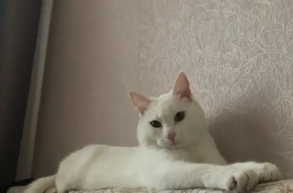 Пропала белая кошка ул. Калинина 12, г. Лесосибирск
