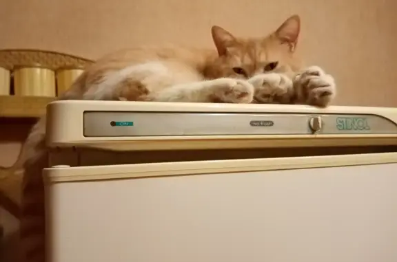 Кошки потеряшки, Таганрог, фото: Потеряшка кошка Кот, персиковый цвет, 6 лет, Сельсоветский переулок, 18, Таганрог