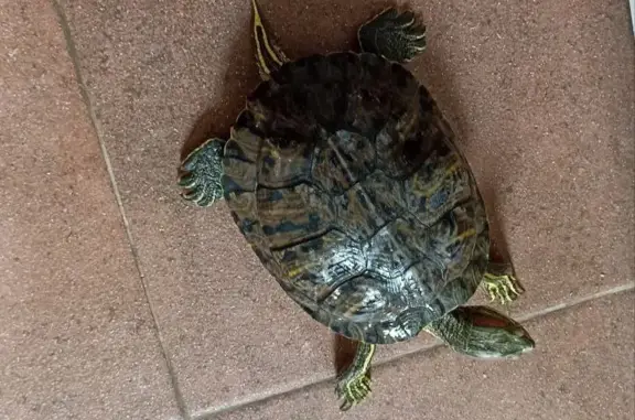 Найдена красноухая черепаха в Величково, Калужская область