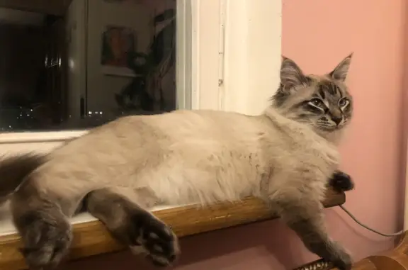 Пропала кошка Кот, голубые глаза, белый, пушистый, с полосатой мордочкой и серым хвостом и лапами, не кастрирован, домашний. Ашан, Покровка, Москва