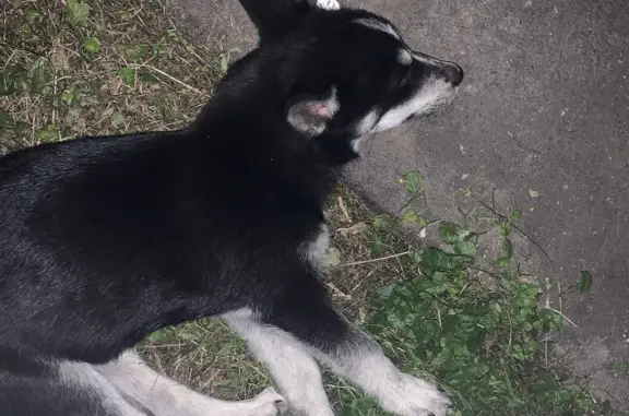 Найден собака Щенок, ул. Мира, 22, Медведево