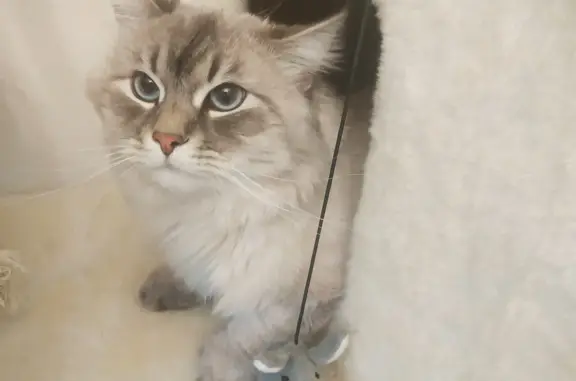 Потерянные животные Москва, фото: Пропал кот, невская маскарадная порода, Лаптево, Москва
