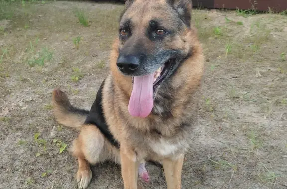 Найдена собака в Б. Козино, Нижегородская область