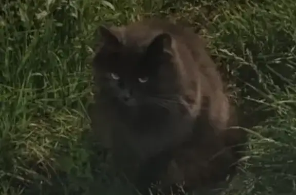 Найдена кошка в Курске, пр. Кулакова, Район Парковой