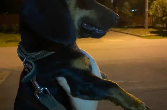 Найдена собака на ул. Заречной, окрас чёрный с коричневым