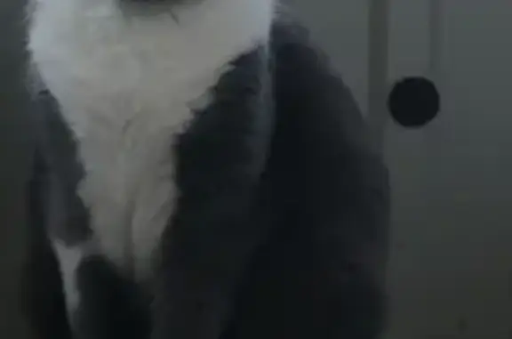 Кошки потеряшки, Москва, фото: Потеряшка кошка в Клёново, Москва