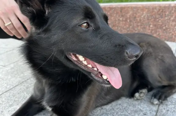 Найдена собака на Цветном бульваре, Москва