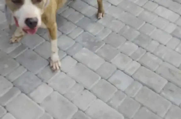 Найдена собака без ошейника в Хабаровске, ищем хозяина