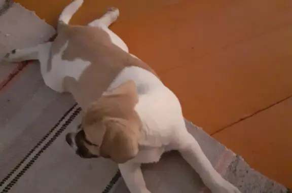 Найден щенок Джек Рассел терьер в Ужуре, Красноярский край