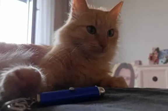 Кошки потеряшки, Санкт-Петербург, фото: Потеряшка кошка на ул. Маршала Казакова, 78 к1, СПб