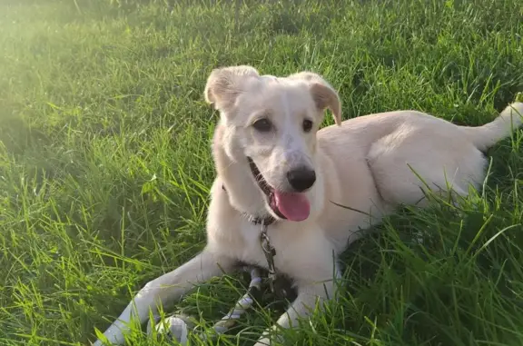 Найдена дружелюбная собака на Ржевской улице, Воронеж
