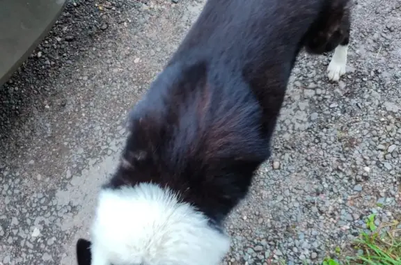 Найдена собака: молодой кобель лайки, черно-белый окрас (46К-8221)