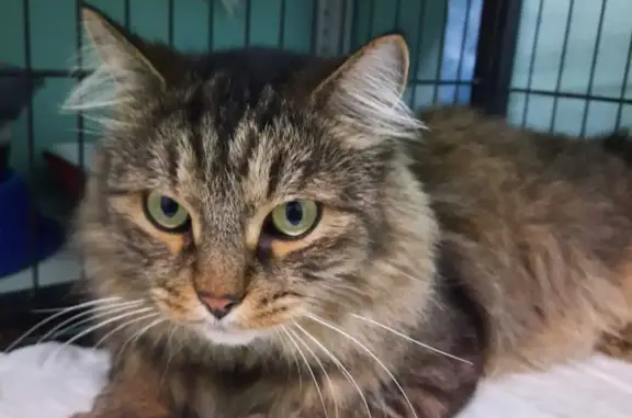 Кот найден на Белорусской, доставлен в приют