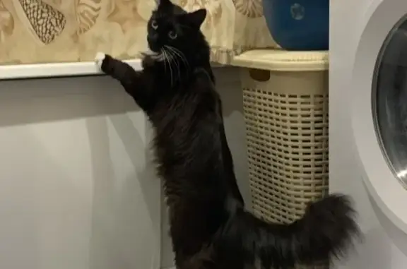 Кошки потеряшки, Санкт-Петербург, фото: Потеряшка кошка, Чёрно-белый окрас, белые лапки, пушистый хвост, белые усы, адрес: 5000 Железноводская улица, СПб