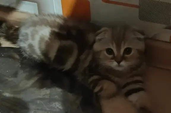 Кошки потеряшки, Новосибирск, фото: Потеряшка кошка, Троллейная ул. 132, Новосибирск