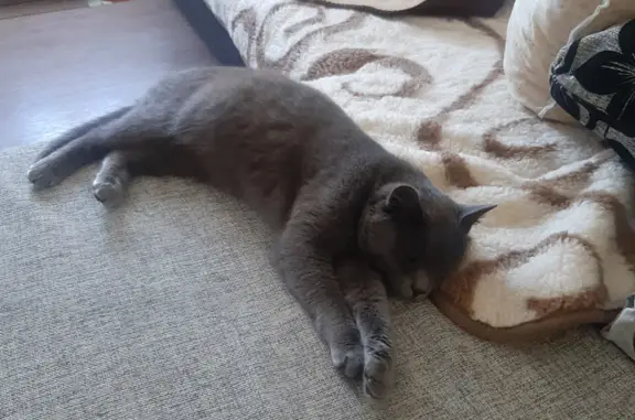 Найдена беременная кошка в Костроме