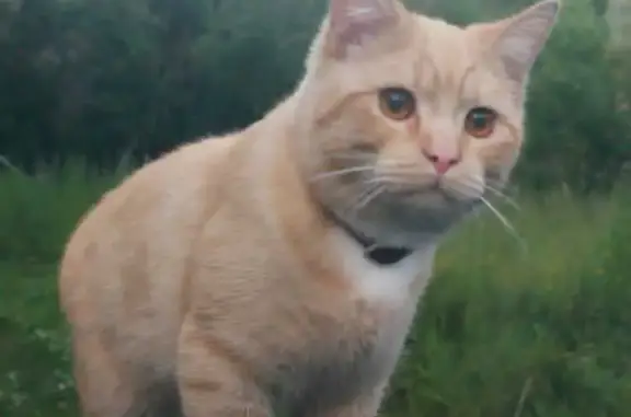 Пропала кошка Рыжик, ул. Ворошилова, 25, Новодвинск