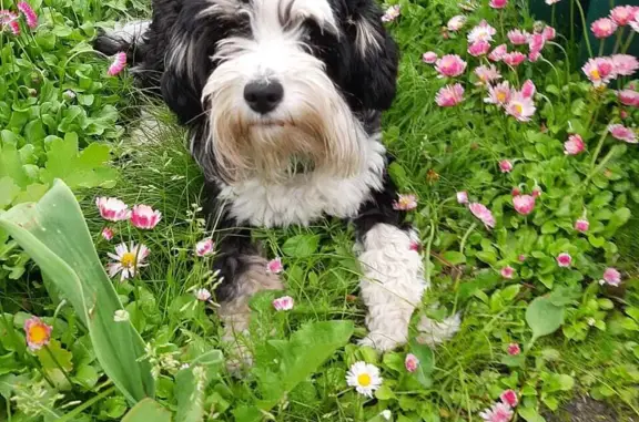 Собаки потеряшки, Москва, фото: Потеряшка собака Плюша, Талдомская ул. 17 к2 с1, Москва