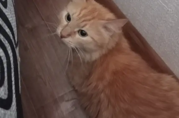 Кошки потеряшки, Санкт-Петербург, фото: Потеряшка рыжая кошка, Маршала Казакова, 78 к1, СПб