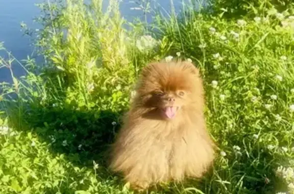 Собаки потеряшки, Санкт-Петербург, фото: Потеряшка собака Шпиц, окрас коричневый. Тоша. ул. Димитрова, СПб