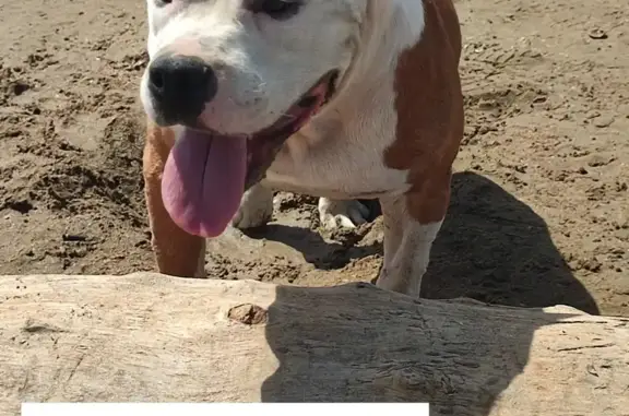 Найден пёс в селе Хазар, Дагестан