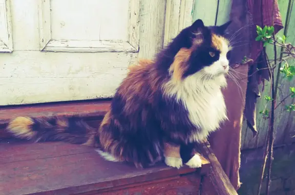 Пропала старая кошка в Красково, ул. Толстого 18