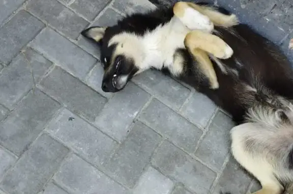 Найдена собака Хаски на Фасадной улице, Ростов-на-Дону