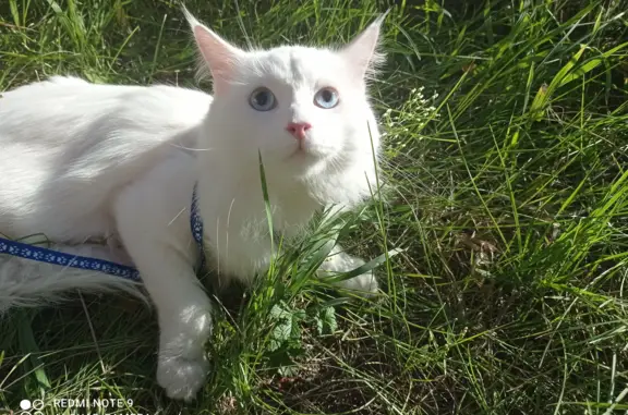 Пропал белый кот, пр-т 60 лет ОСССР, 45