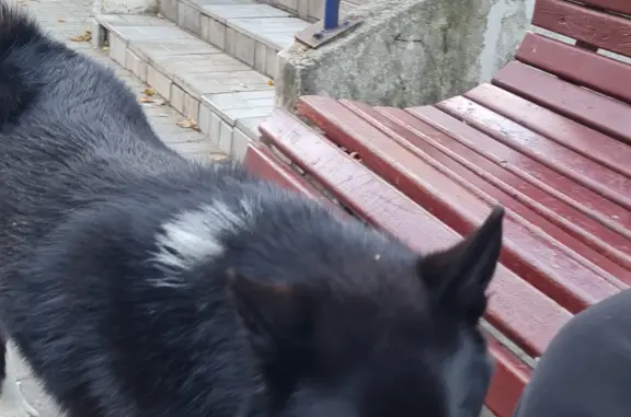 Собака на Степаньковском шоссе, без ошейника