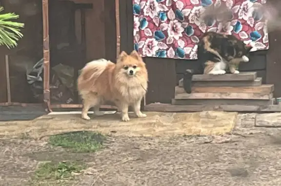 Пропала собака, померанский шпиц, рыжий окрас, в районе дач Галичного, Комсомольск-на-Амуре