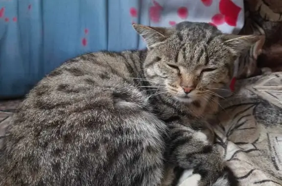 Найдена кошка с побритым животиком на Донбасской, 37, Екатеринбург