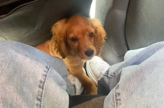 Собаки потеряшки, Новокузнецк, фото: Потеряшка собака: кокер-спаниель, 4 мес, рыжий окрас. На Вольном проезде, 11, Новокузнецк. Позвонить по 89511790254