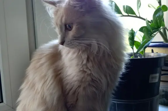 Потерянные животные Москва, фото: Пропала кошка Липочка, пр. Вернадского, 44 к1, Москва