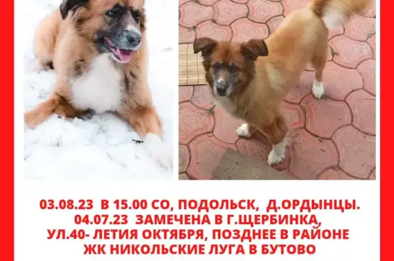 Пропала собака Линда, ул. Поляны 22, Москва
