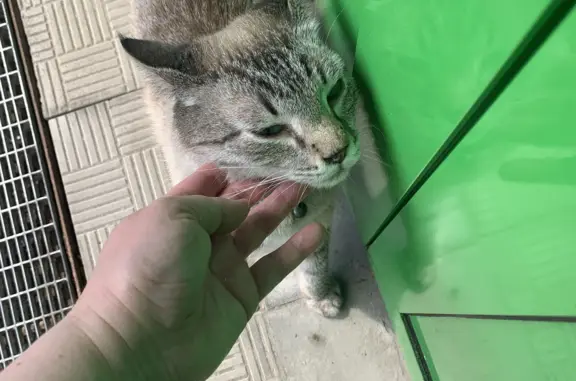 Найдена кошка на ул. Лескова, Нижний Новгород